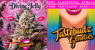 The Most Flavorful Cannabis Strains from Tastebudz Genetics