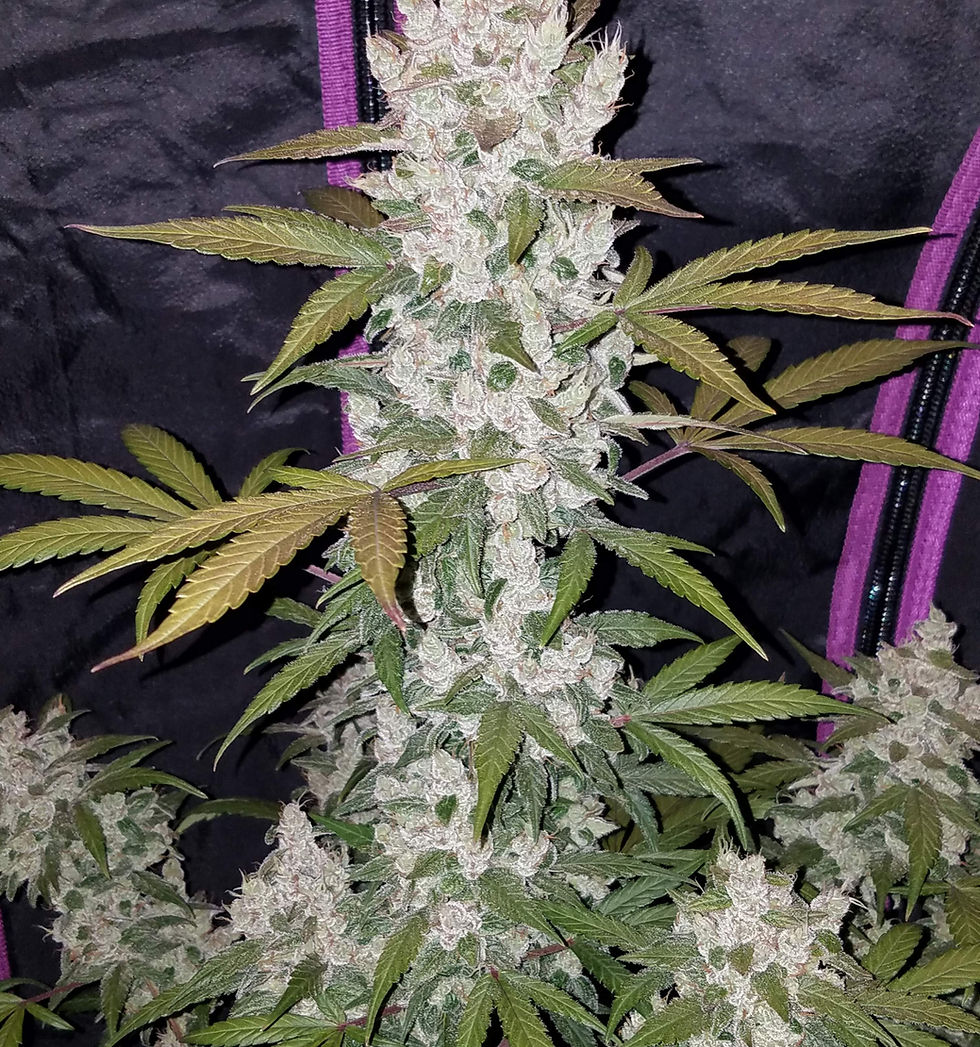 Thumbnail: Girl Scout Cookies Auto  Feminised By Fast Buds