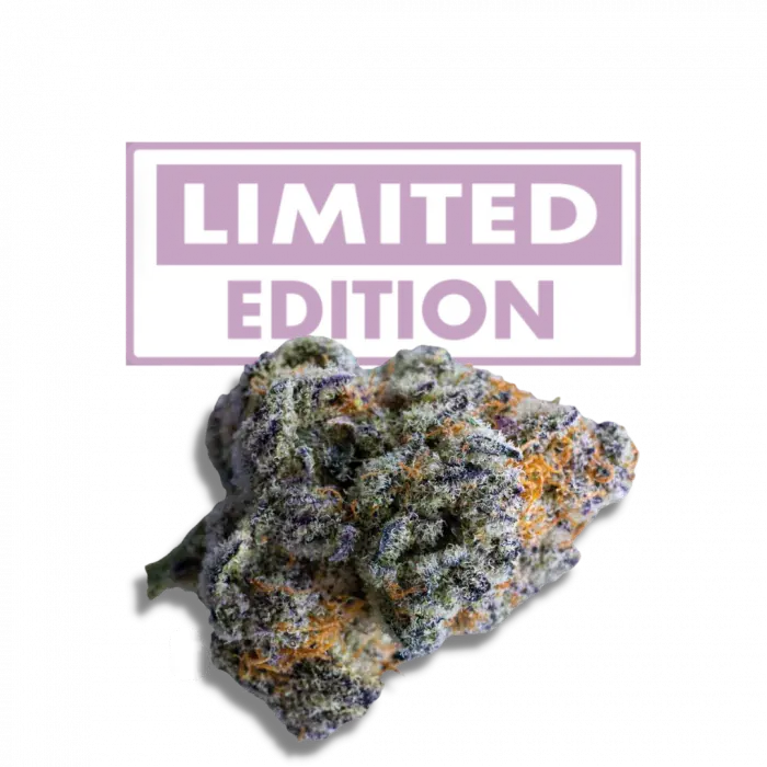 Platinum Mimosa Cookies Double XL Auto Feminised By Growers Choice