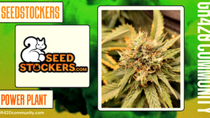 Power Plant Feminised By Seedstockers