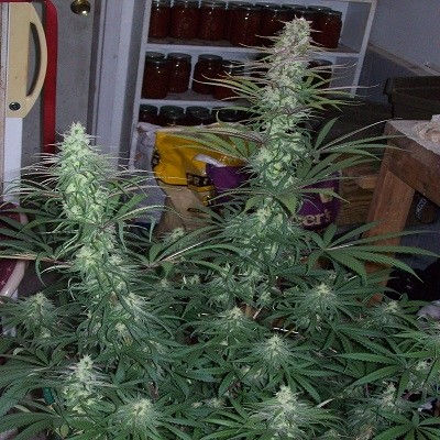 Thumbnail: Green Mountain Grape Regular by Ace Seeds