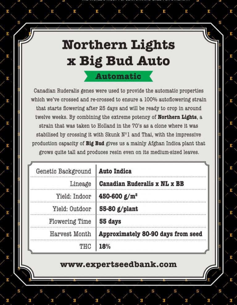 Thumbnail: Northern Lights x Big Bud Auto Feminised By Expert Seeds