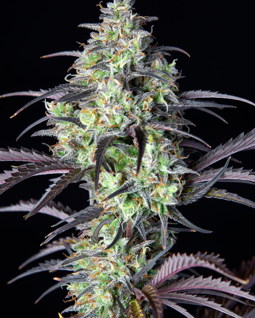 Thumbnail: Mimosa Cake Auto By Fast Buds