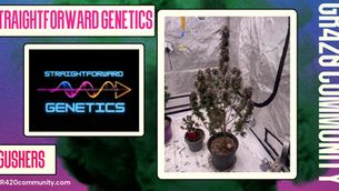 Gushers By Straightforward Genetics