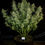 Thumbnail: Papaya Cookies Auto Feminised By Fast Buds