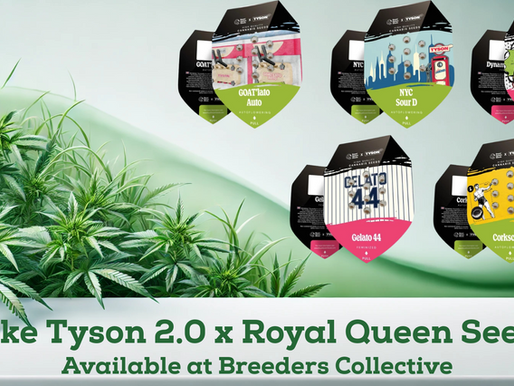 Breeders Collective Presents: The Tyson 2.0 x Royal Queen Seeds Collaboration—Now Available!