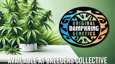 Original Dampkring Genetics Seeds Availible At Breeders Collective Cannabis Seed Bank