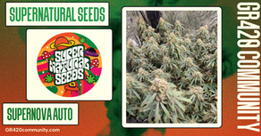 Supernova Auto By Supernatural Seeds