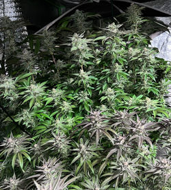 Grape Ape by Straightforward Genetics