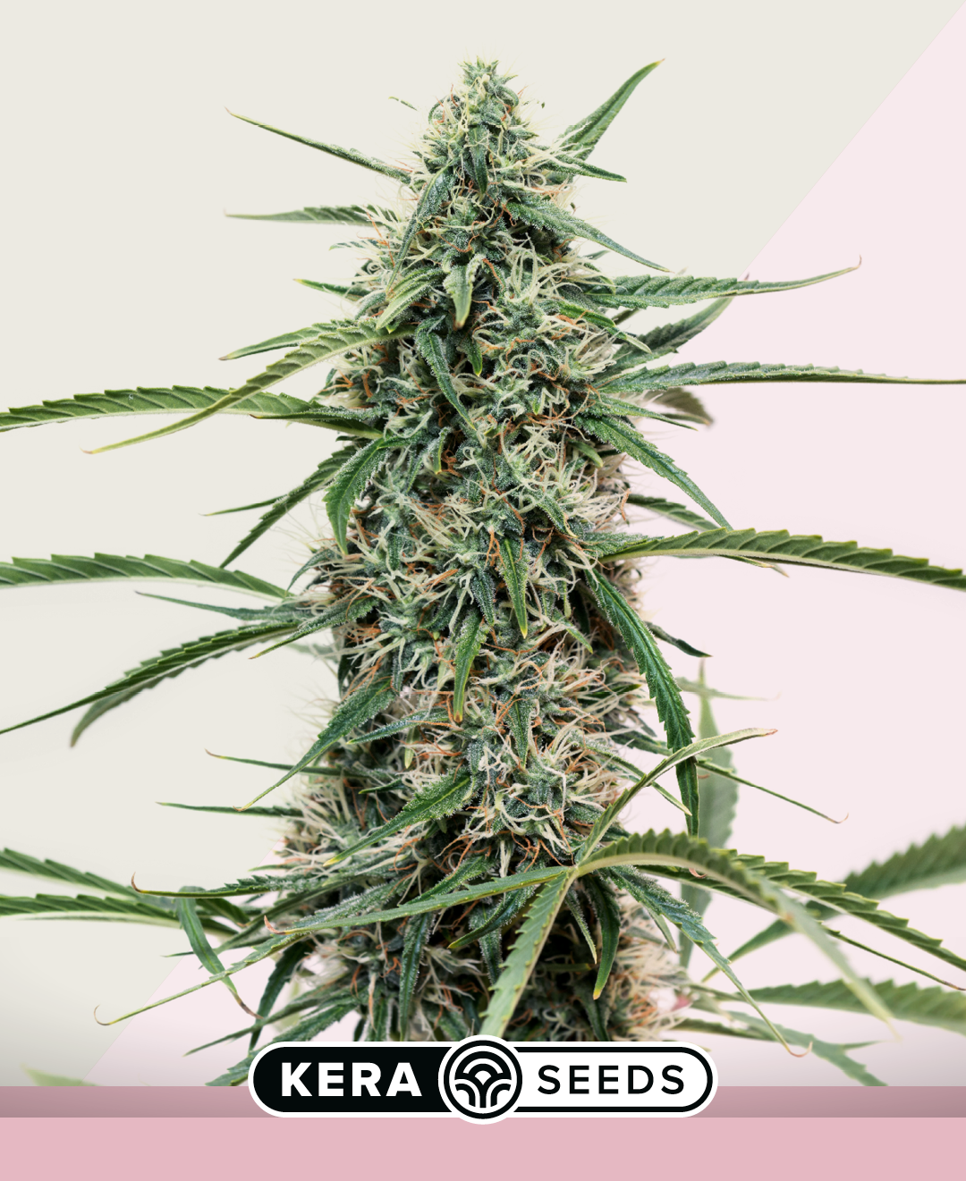 Hurricane Outdoor Feminised By Kera Seeds