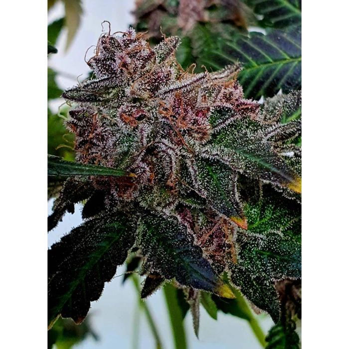 Thumbnail: Jelly Donuts Feminised by Holy Smoke Seeds
