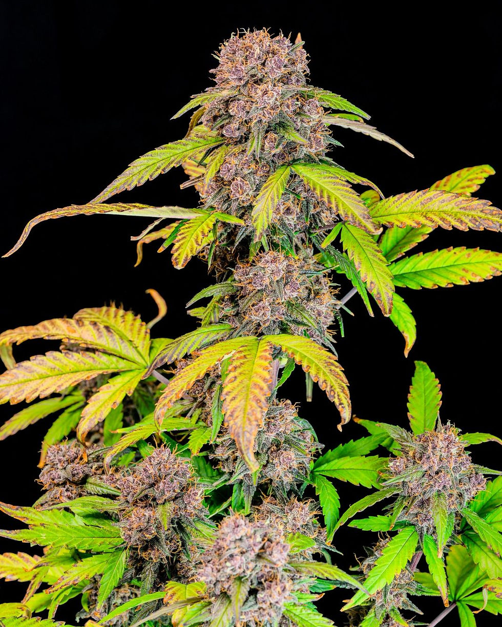 Thumbnail: Lemon Cherry Cookies Auto Feminised By Fast Buds