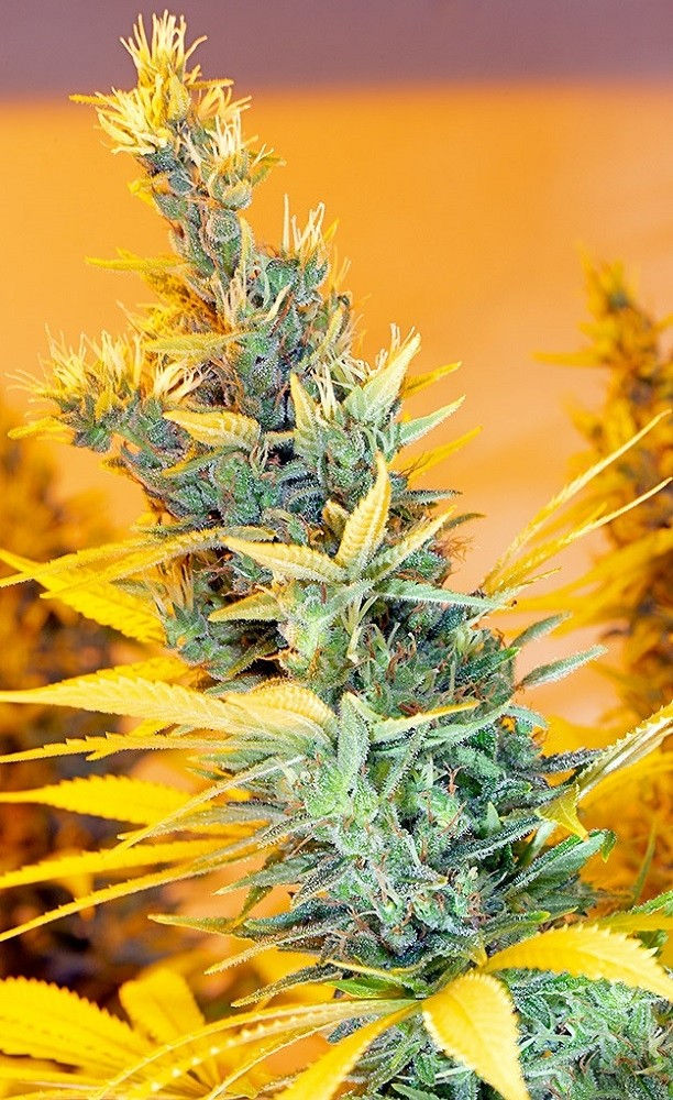 Thumbnail: C5 Haze x Kali China Feminised Limited Edition by Ace Seeds
