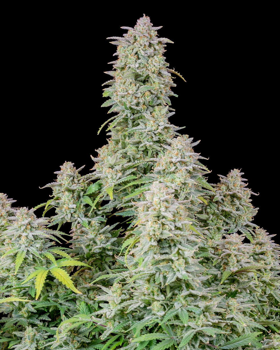 Thumbnail: Forbidden Runtz Auto Feminised By Fast Buds