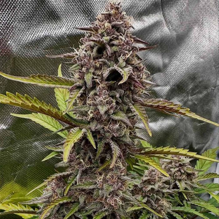 Thumbnail: Compound V Auto By Night Owl Seeds