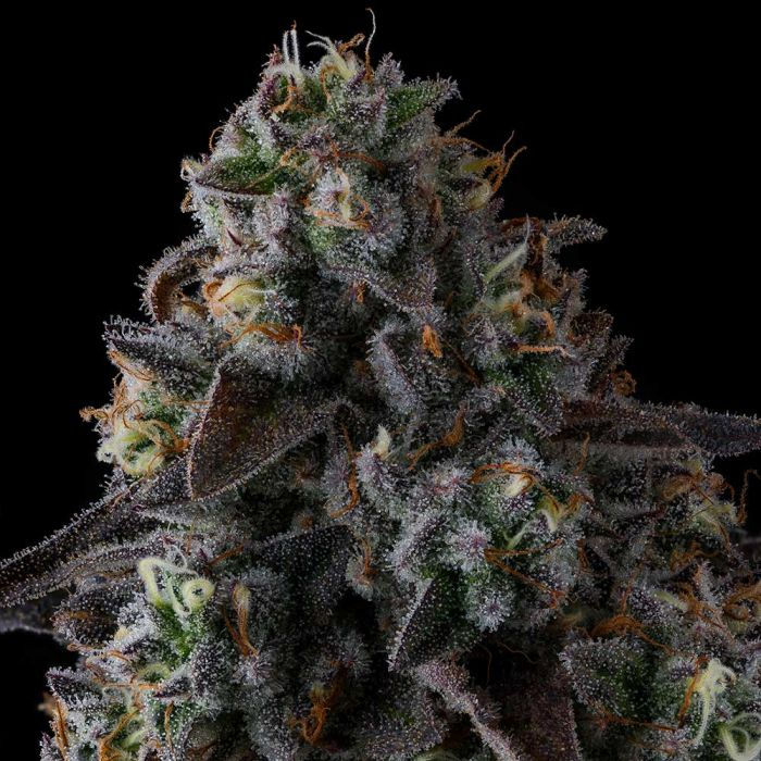Thumbnail: Fruit Riot Feminised By Compound Genetics