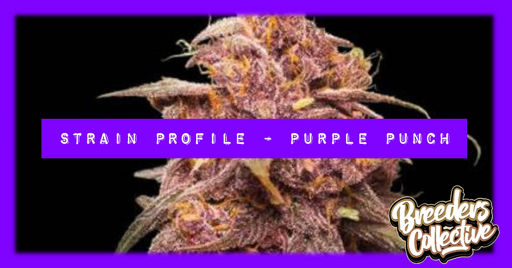 Strain Profile: Purple Punch Genetics, THC, Terpenes, Effects
