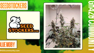 Blue Moby By Seedstockers