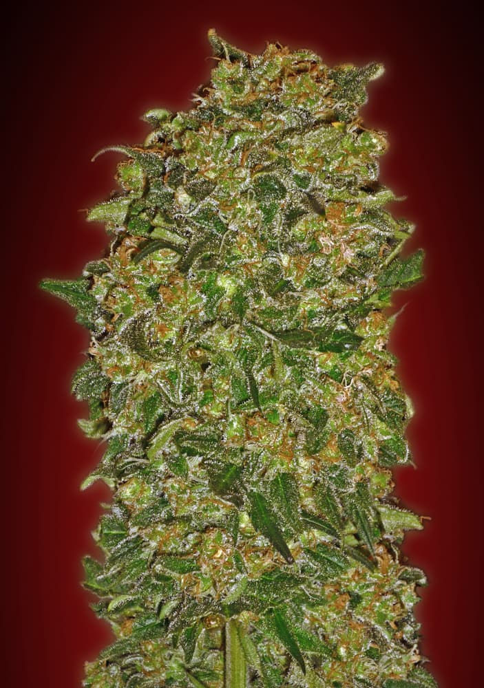 Chocolate Kush Feminised - 00 Seeds