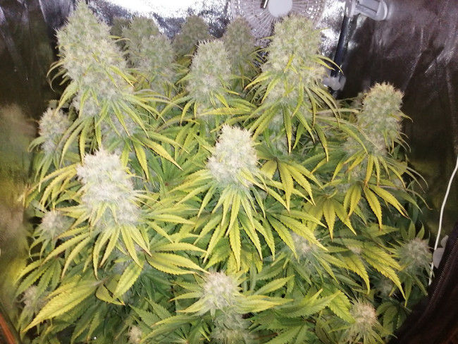 Thumbnail: Orient Express Regular by Ace Seeds