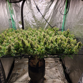 Straightforward Genetics Afghan kush Feminised