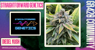 Diesel Kush By Straightforward Genetics