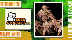 Mandarin Panties By Seedstockers