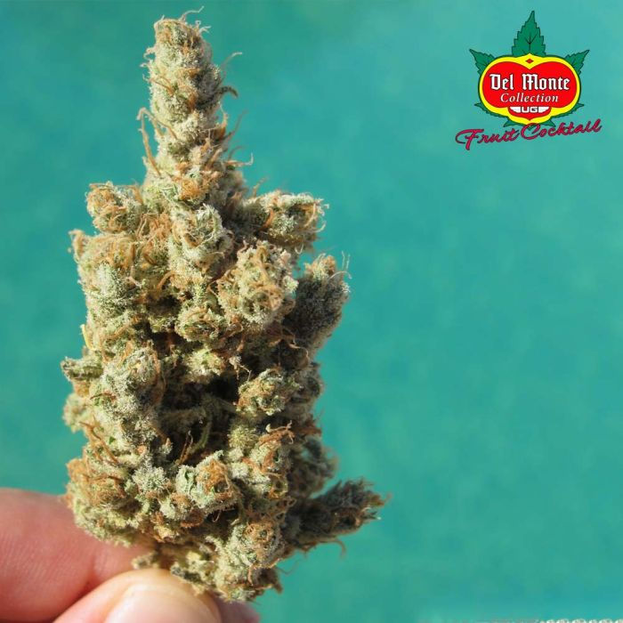 Thumbnail: Fruit Cocktail Feminised by Ultra Genetics