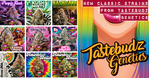 Introducing Tastebudz Genetics' “Classic Strains” Collection: A New Era of Timeless Quality