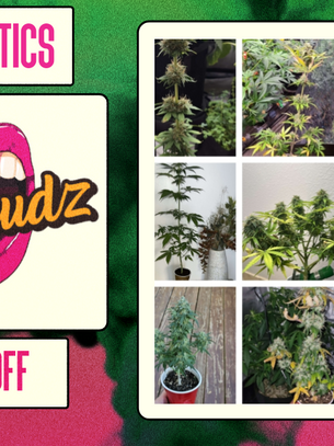 Tastebudz Genetics Solo Cup Grow Off
