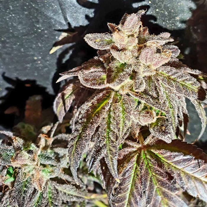 Thumbnail: Kush Creams Regular by Holy Smoke Seeds