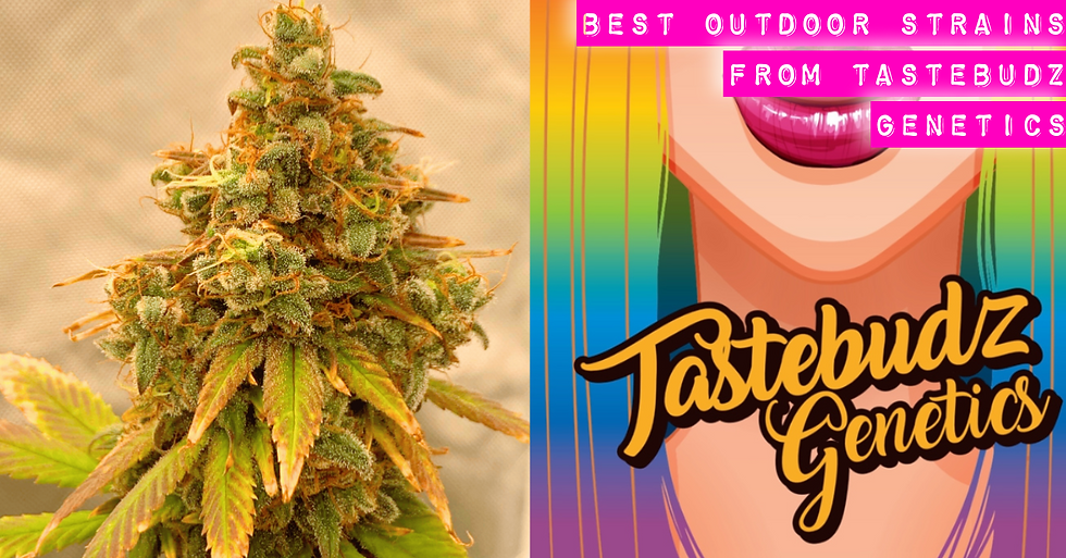 The Best Outdoor Cannabis Strains from Tastebudz Genetics