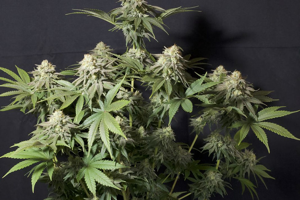 Thumbnail: Orange Sherbet Fast Flowering Feminised By Fast Buds