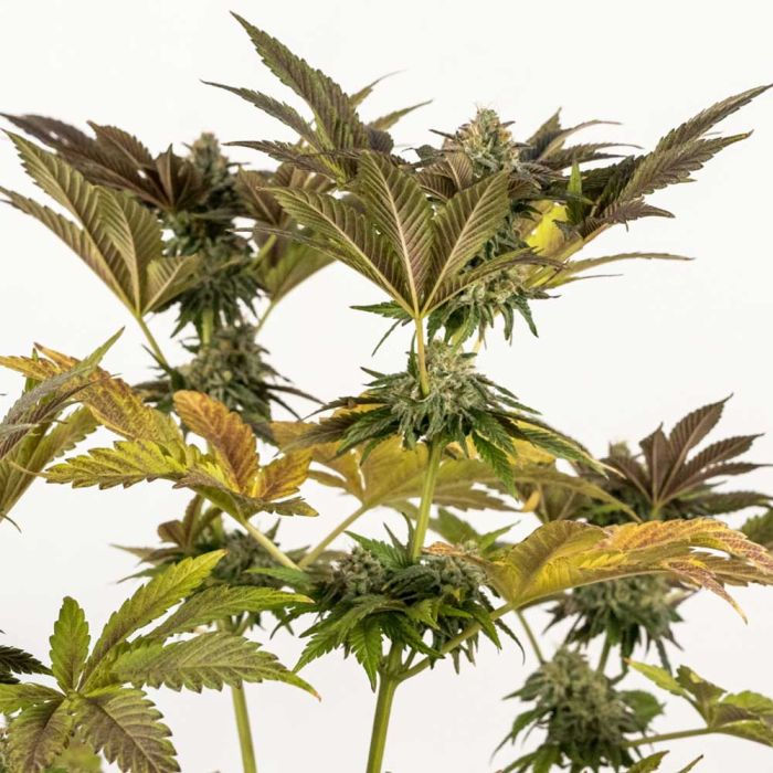 Thumbnail: Merengon Feminised by Black Tuna Seeds