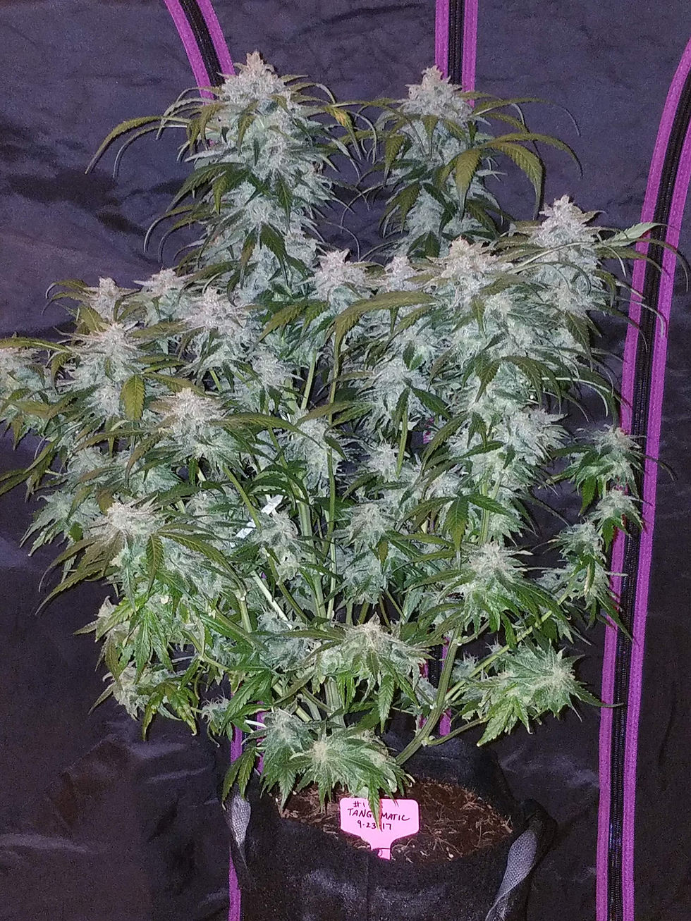 Thumbnail: Tangie Auto By Fast Buds