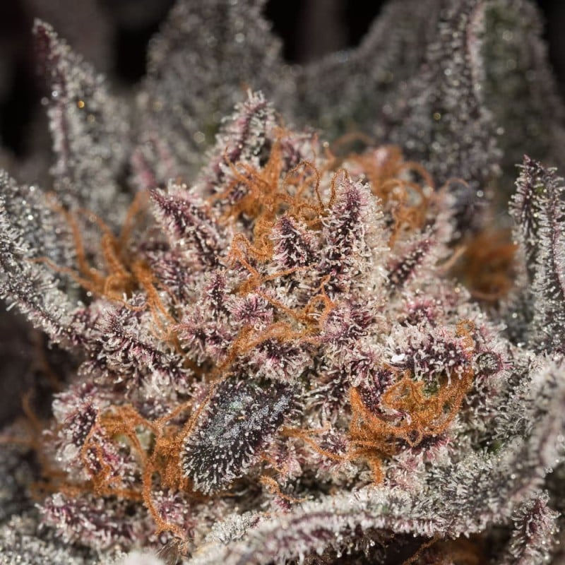 Thumbnail: Lemon Tree 2.0 by Lemon Tree by Feminised by Silent Seeds