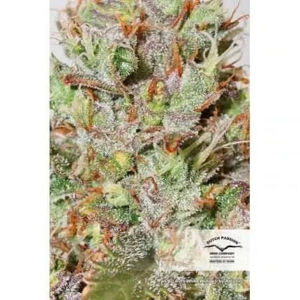Thumbnail: CBD Auto White Widow Feminised By Dutch Passion