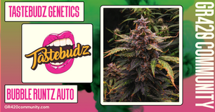 Bubble Runtz Auto By Tastebudz Genetics