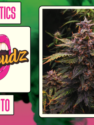 Bubble Runtz Auto By Tastebudz Genetics