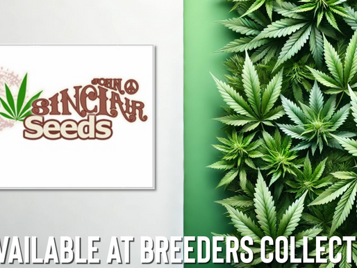 John Sinclair Seeds Availible At Breeders Collective Cannabis Seed Bank
