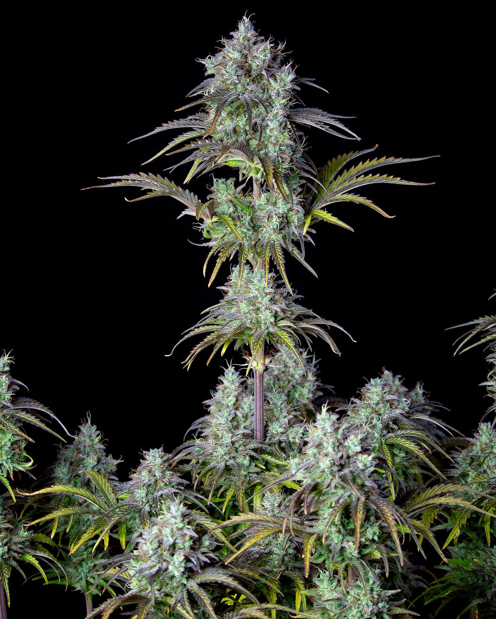 Thumbnail: Original Auto Big Bud By Fast Buds