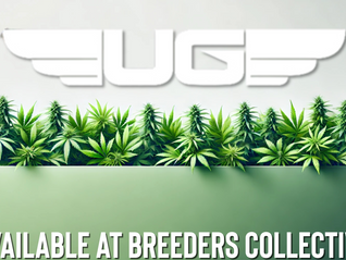 Ultra Genetics Now Available at Breeders Collective