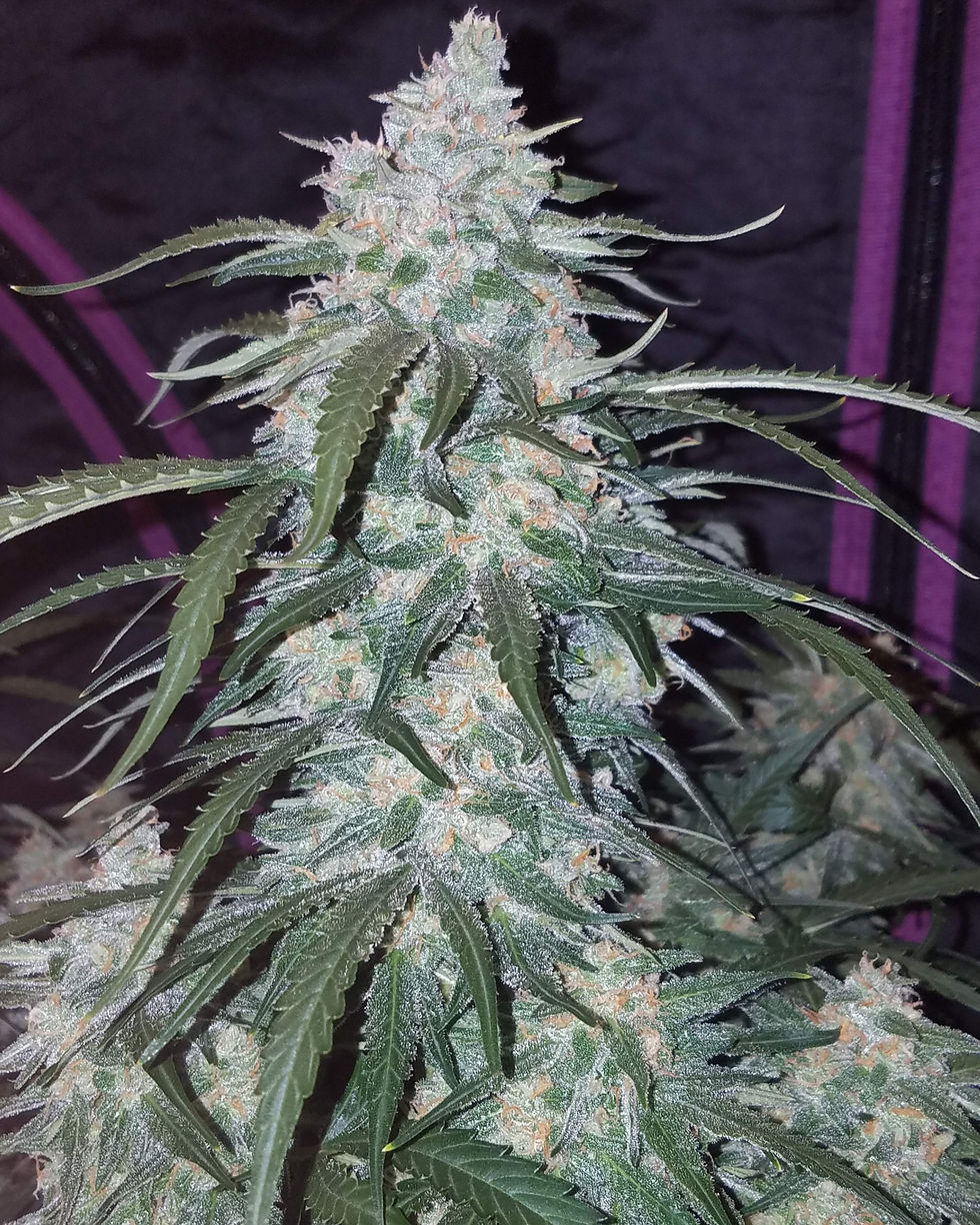 Thumbnail: Pineapple Express Auto Feminised By Fast Buds