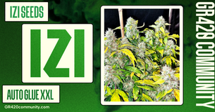 Auto Glue XXL by IZI Seeds