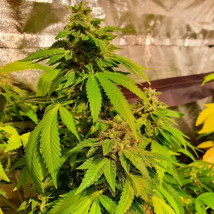 Thumbnail: Reggae Radio Regular By Holy Smokes Seeds