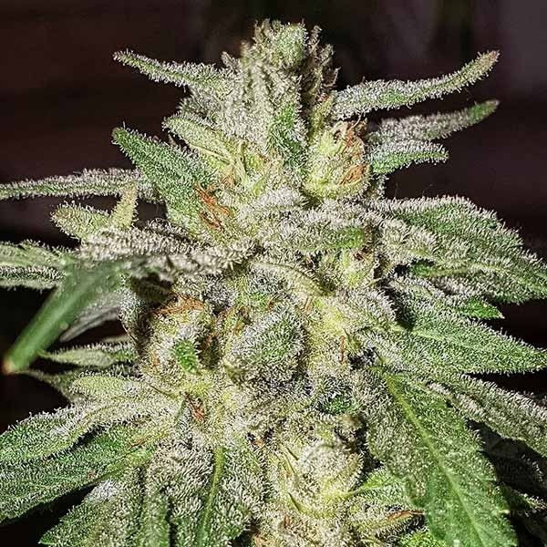 Thumbnail: Lord Kush Feminised By Delicious Seeds