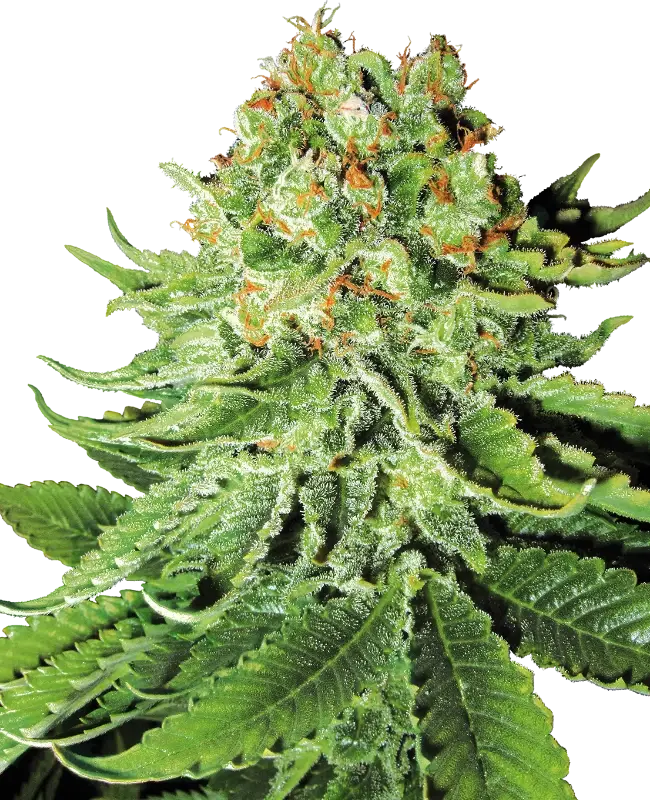 Northern Lights Automatic By White Label