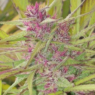 Thumbnail: Purple Satellite Regular by Ace Seeds
