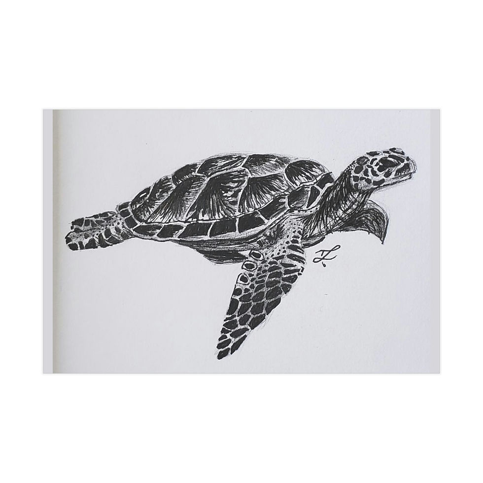 Thumbnail: Turtle Illustration Print