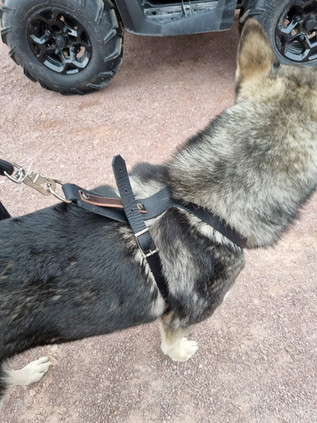 ET-Naturatelje-Löpsele-Läder-Hund-3.jpeg